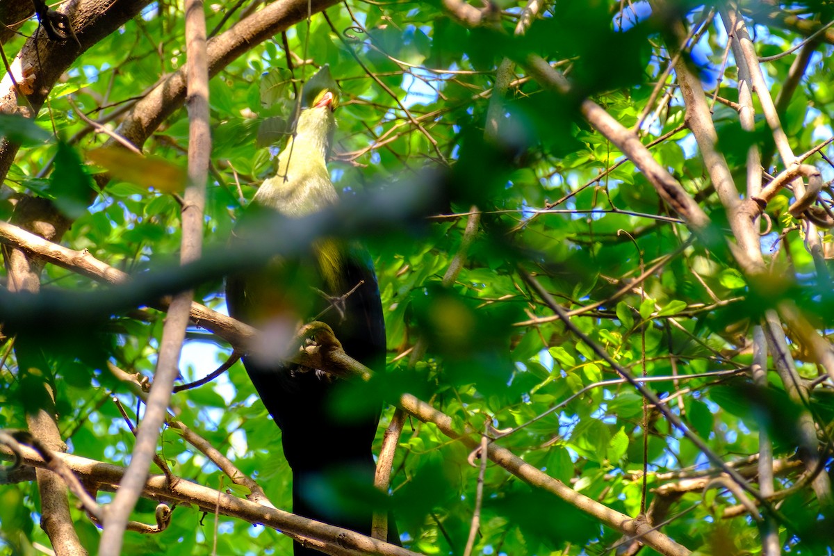 Knysna Turaco - Andrew Black