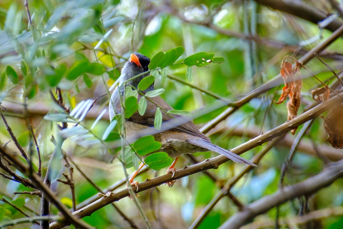 Bush Blackcap - Andrew Black