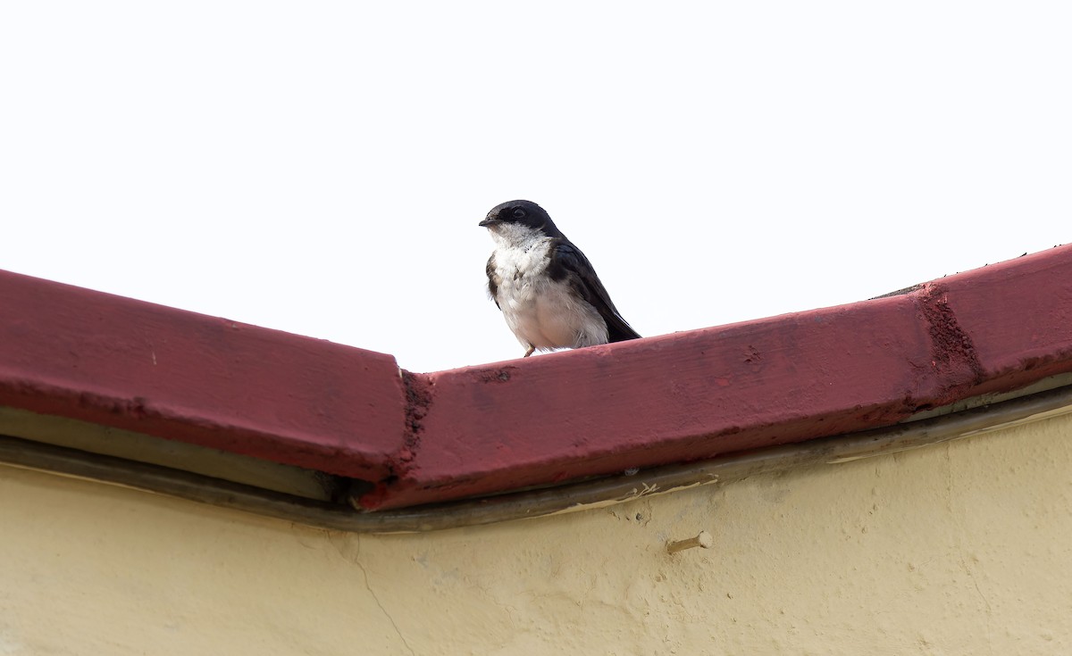 Blue-and-white Swallow (cyanoleuca) - ML608634078