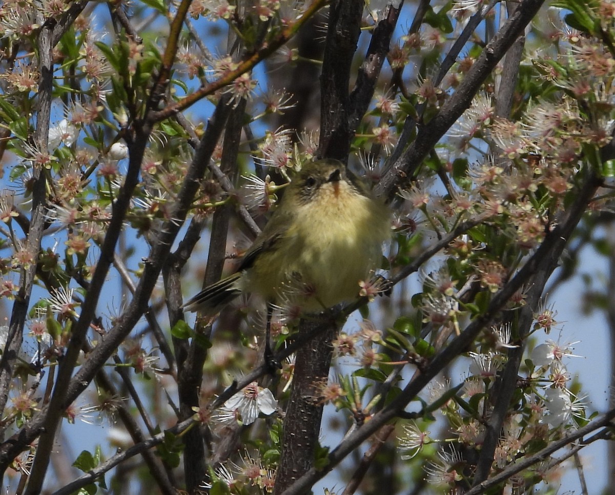 Yellow Thornbill - ML608634154