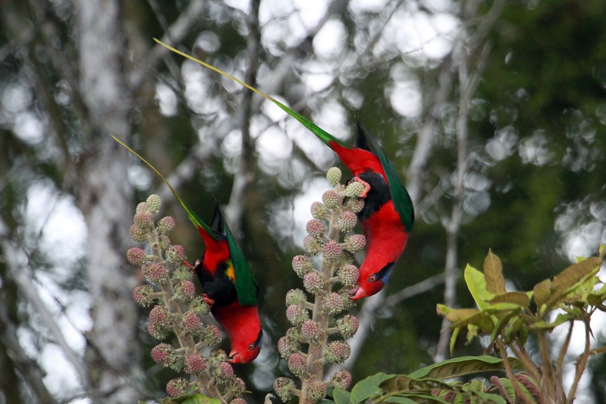 Stella's Lorikeet - ML608634233