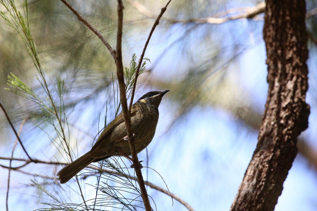 Lewin's Honeyeater - ML608634327