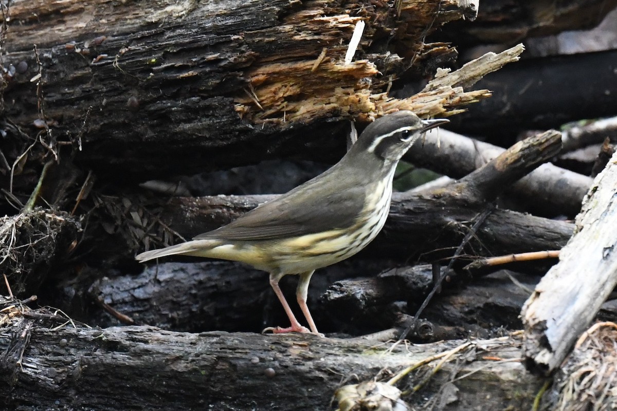 Louisiana Waterthrush - ML608634415