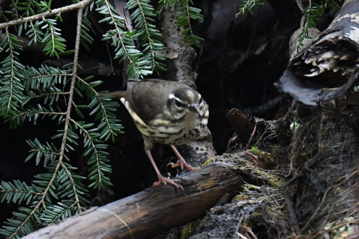 Louisiana Waterthrush - ML608634416