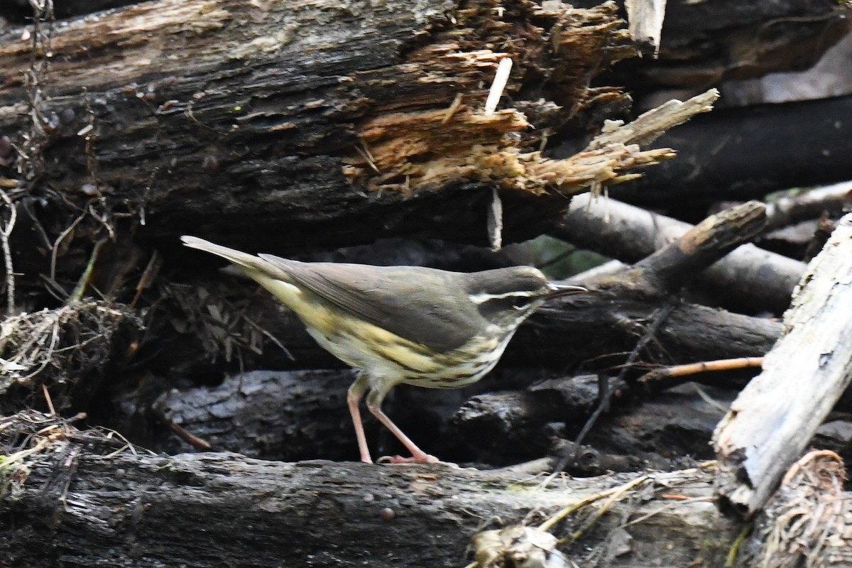 Louisiana Waterthrush - ML608634417