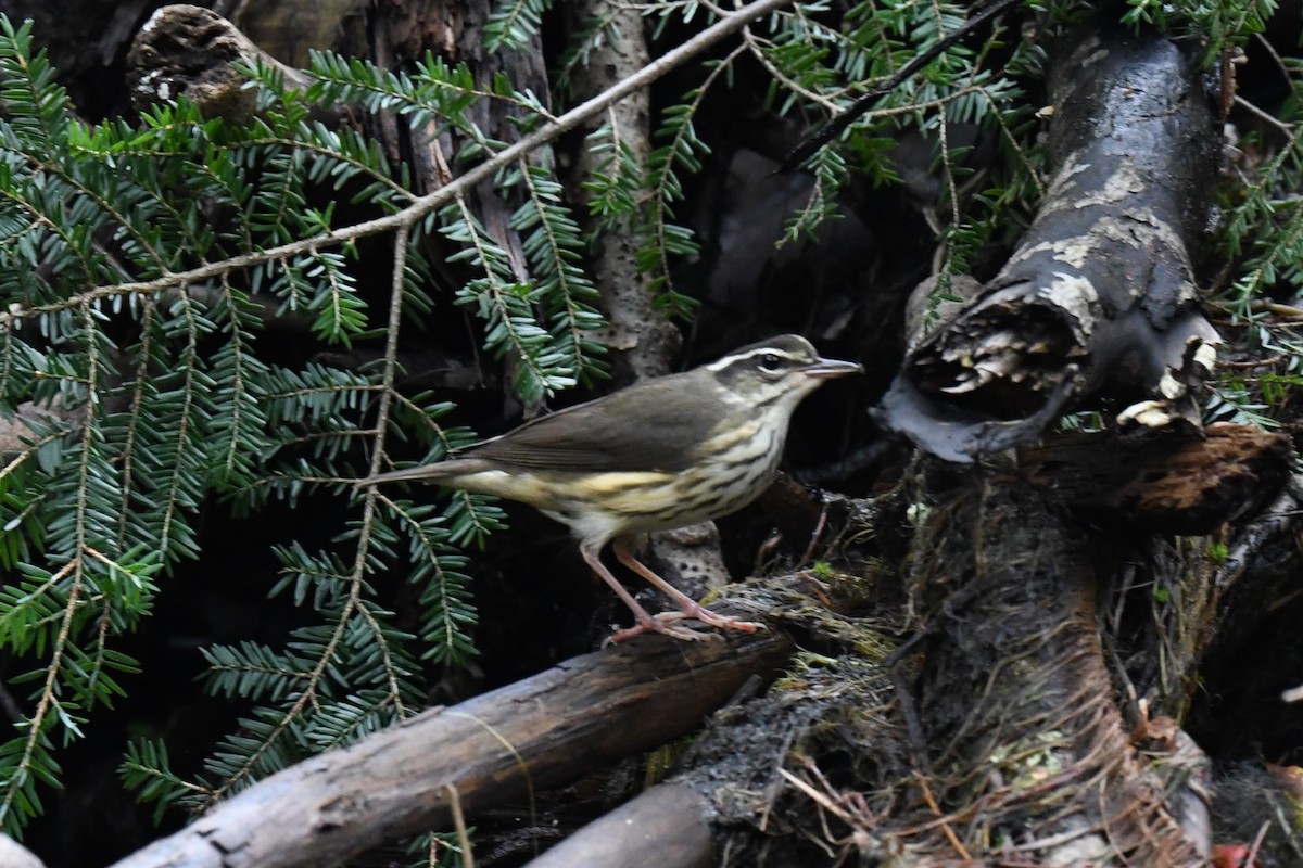 Louisiana Waterthrush - ML608634418