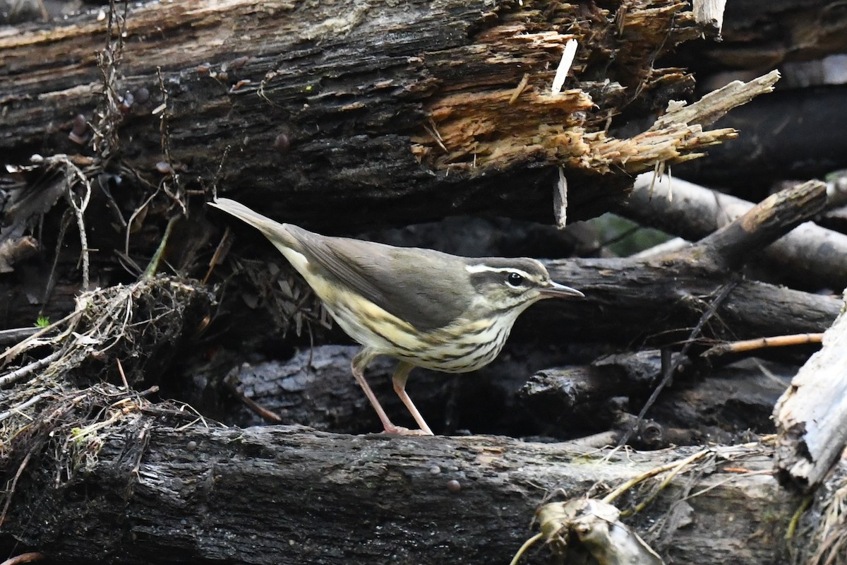 Louisiana Waterthrush - ML608634419