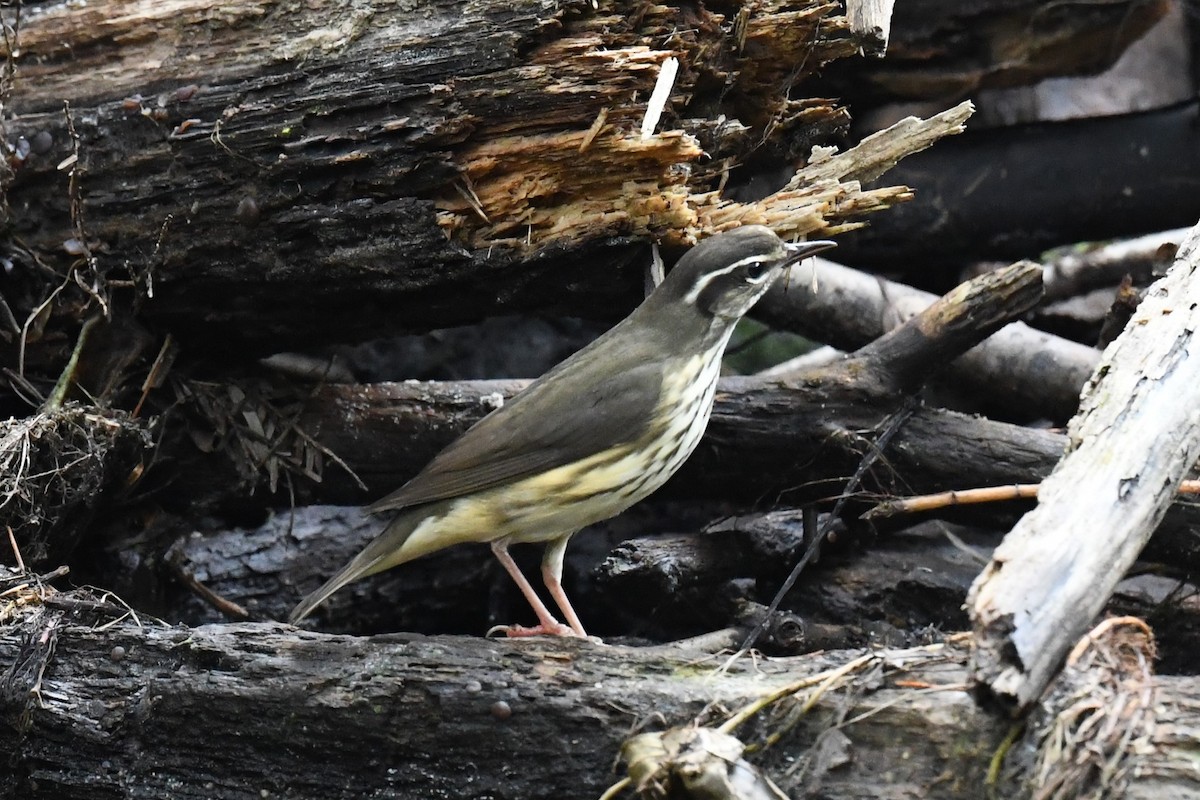 Louisiana Waterthrush - ML608634420