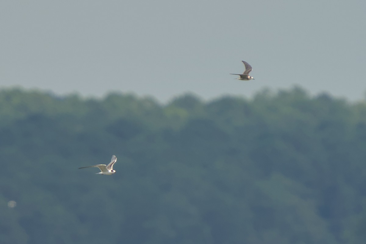 Common Tern - ML608634439