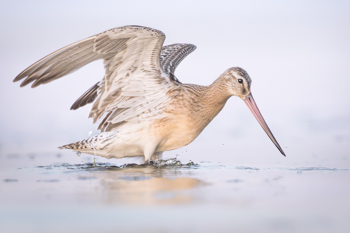 Bar-tailed Godwit - ML608634485