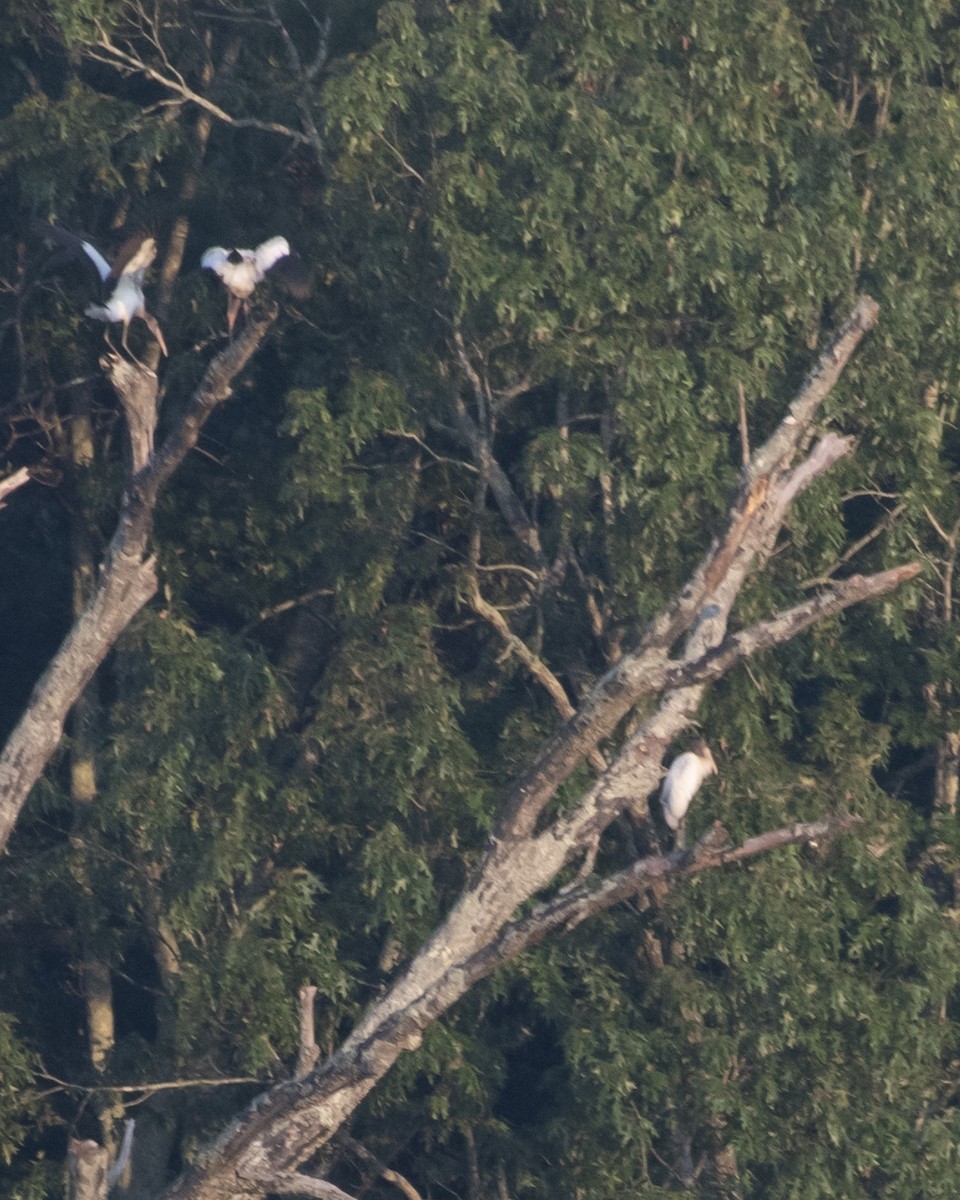 Wood Stork - ML608634491