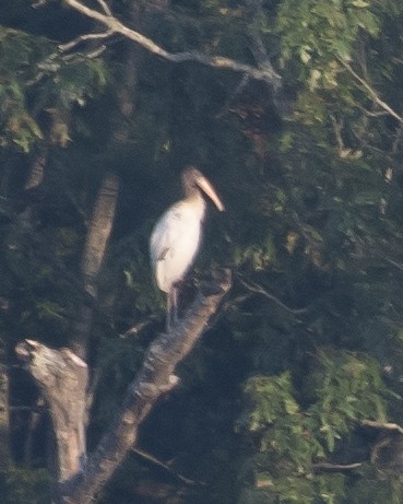 Wood Stork - ML608634494