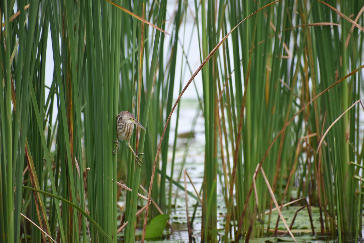 Yellow Bittern - ML608634506