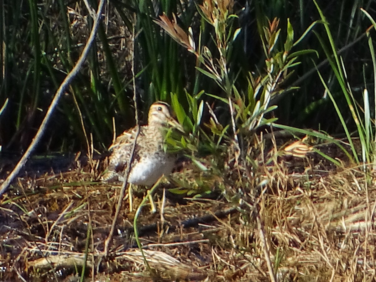 Latham's Snipe - ML608634514