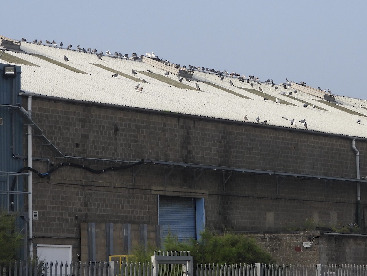 Rock Pigeon (Feral Pigeon) - ML608634519