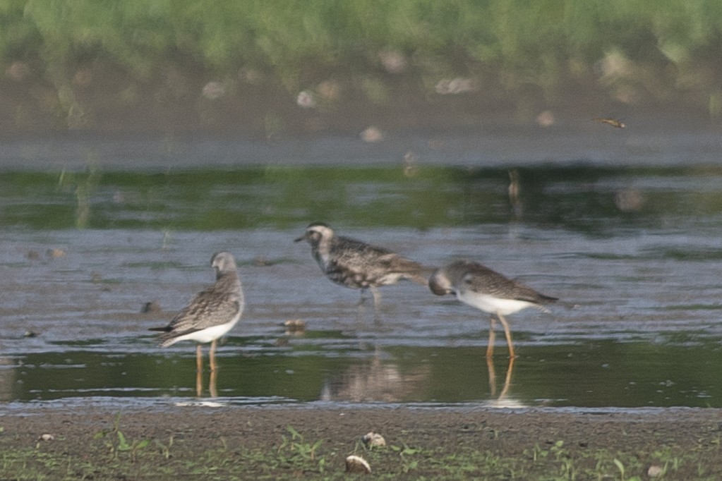 American Golden-Plover - ML608634527