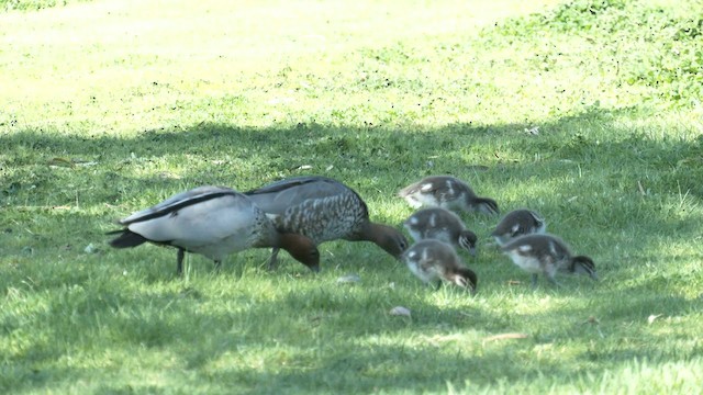 Maned Duck - ML608634562