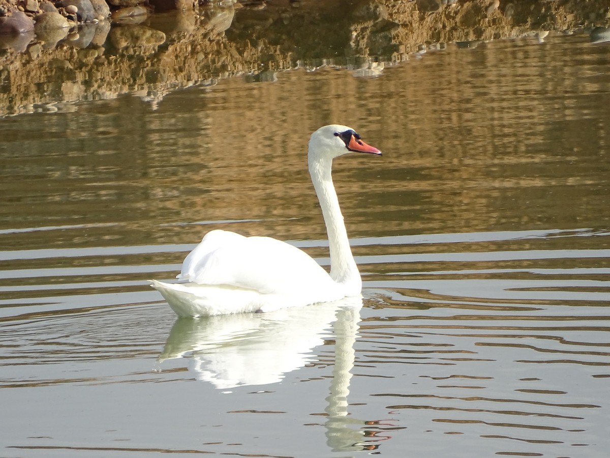 Cygne tuberculé - ML608634580