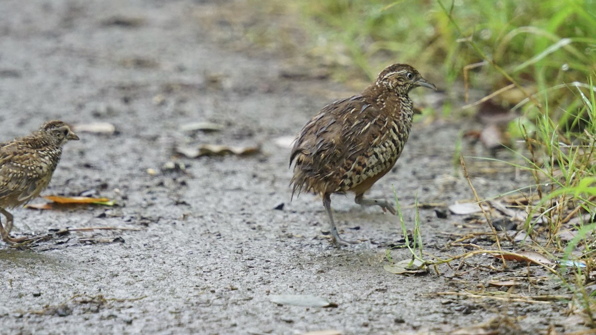 Barred Buttonquail - ML608634646