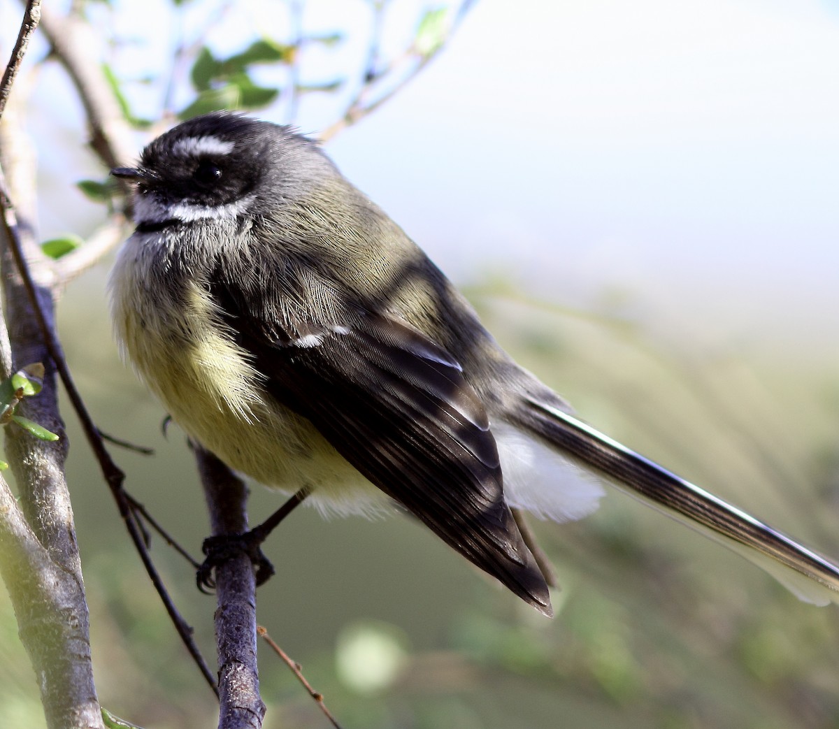 New Zealand Fantail - ML608634755