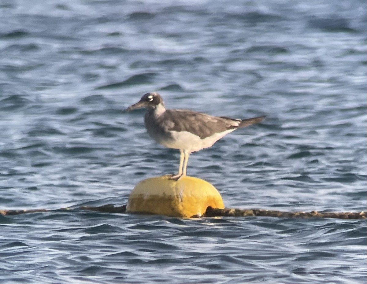 White-eyed Gull - ML608634922