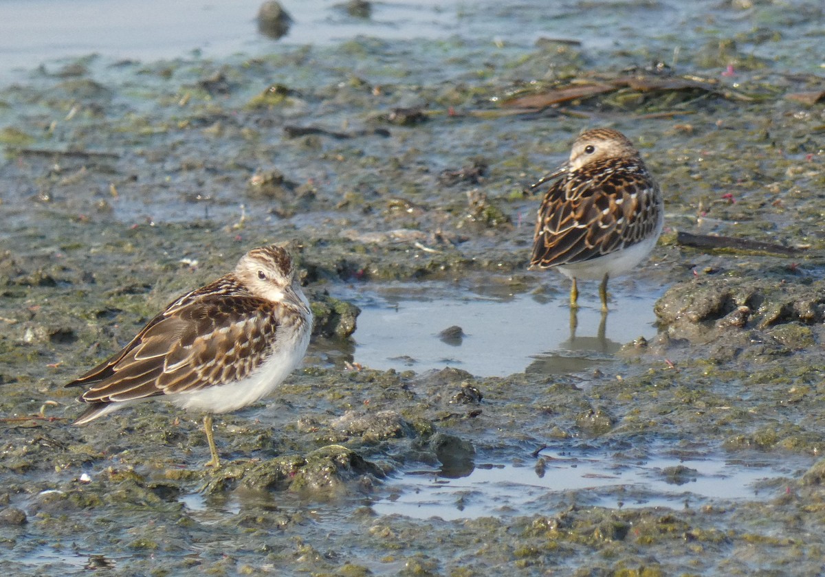 Least Sandpiper - Jim Mott