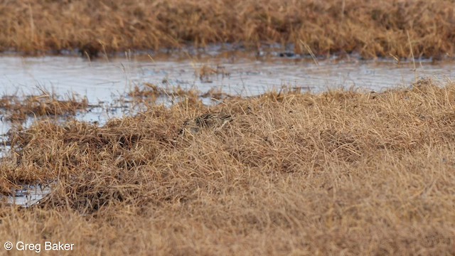 Pectoral Sandpiper - ML608635065