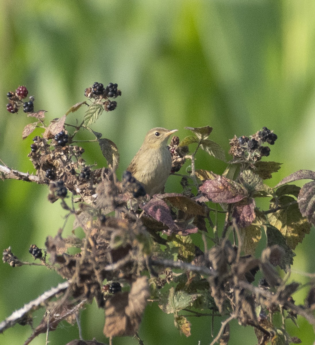 Common Grasshopper Warbler - ML608635162