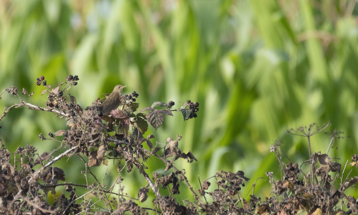 Common Grasshopper Warbler - ML608635164