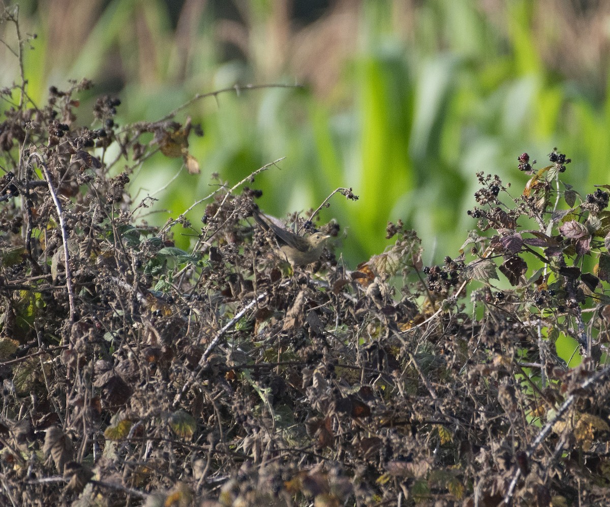 Common Grasshopper Warbler - ML608635166