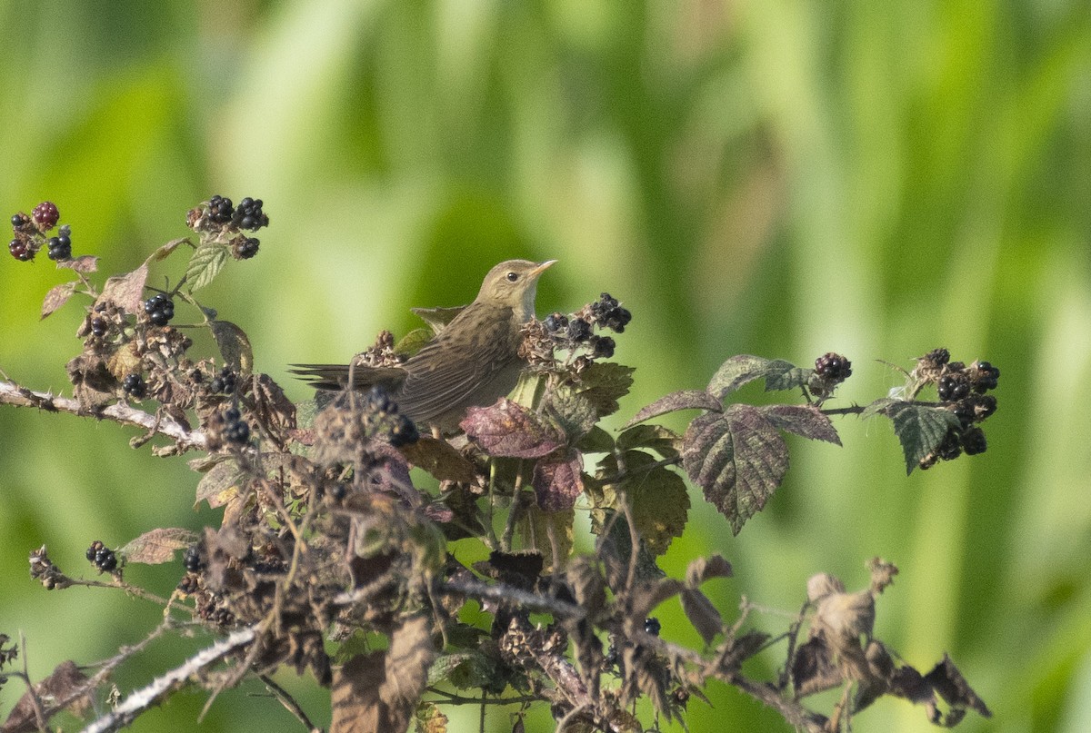 Common Grasshopper Warbler - ML608635171