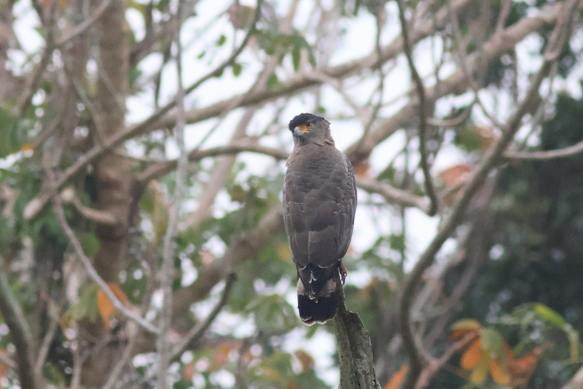 Crested Serpent-Eagle - ML608635221