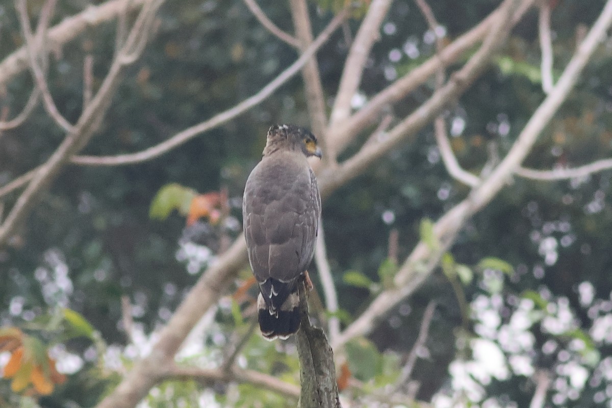 Crested Serpent-Eagle - ML608635222