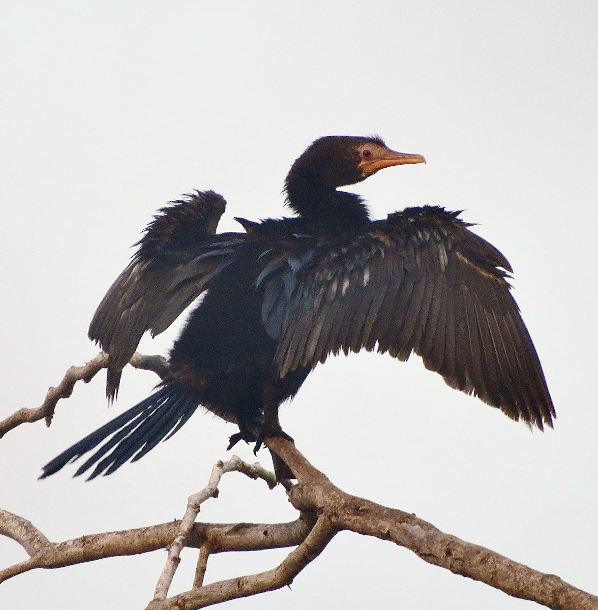 Long-tailed Cormorant - ML608635640