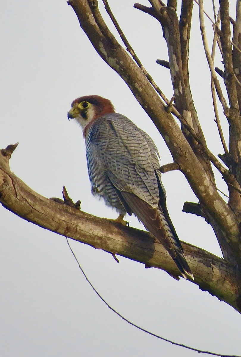 Red-necked Falcon - Barnaby Briggs
