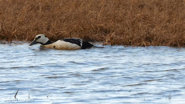 Steller's Eider - ML608635672