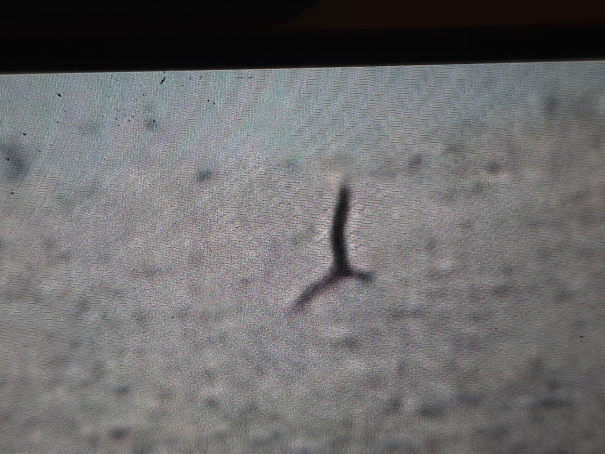 Brown Noddy - ML608635685