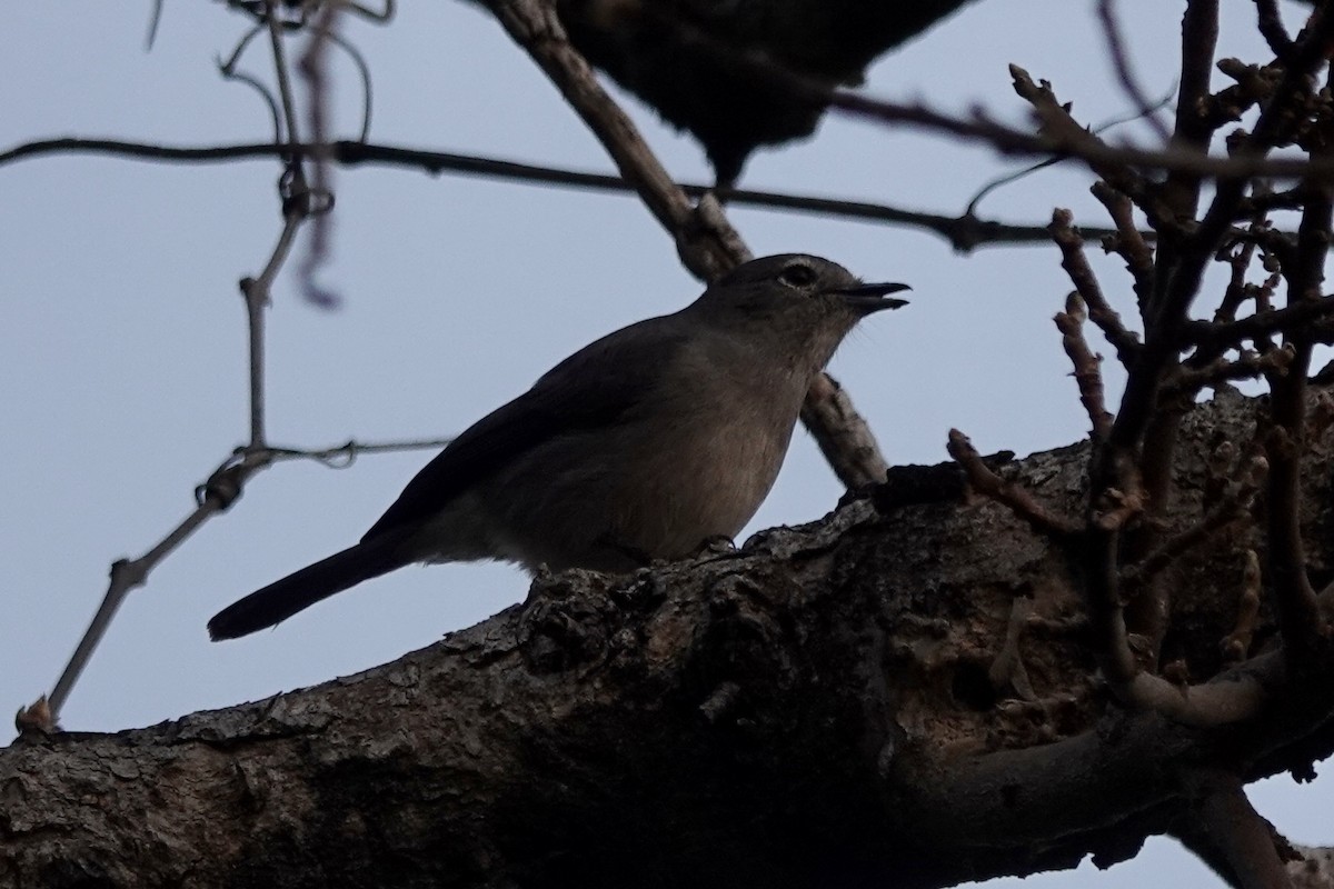 White-eyed Slaty-Flycatcher - Donyo Gabriel