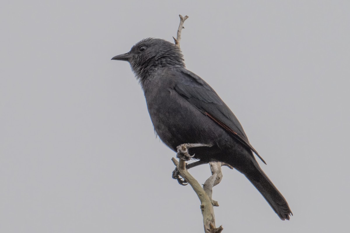 Kenrick's Starling - ML608635740