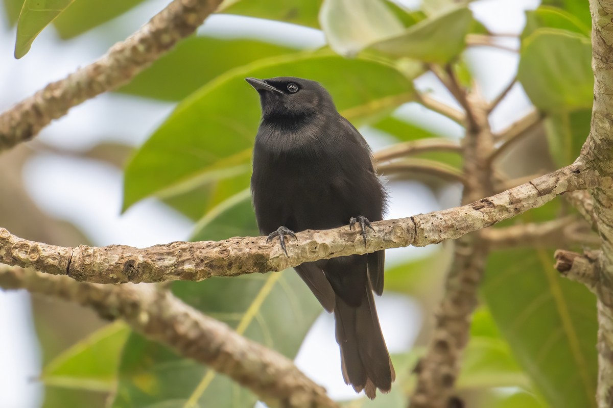 Kenrick's Starling - ML608635741