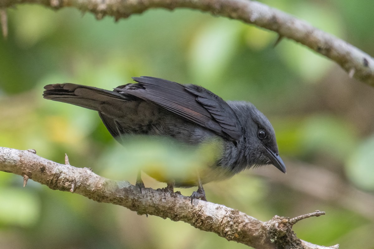 Kenrick's Starling - ML608635742