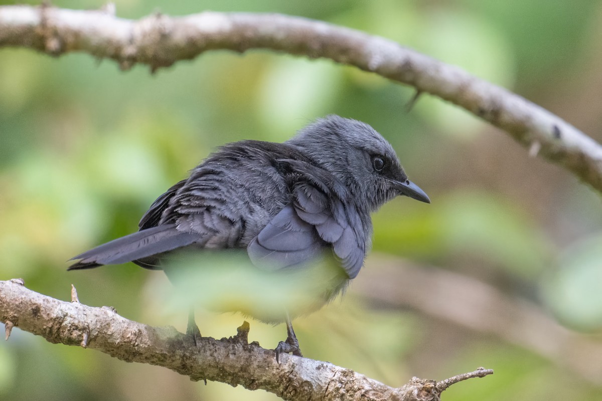 Kenrick's Starling - ML608635743