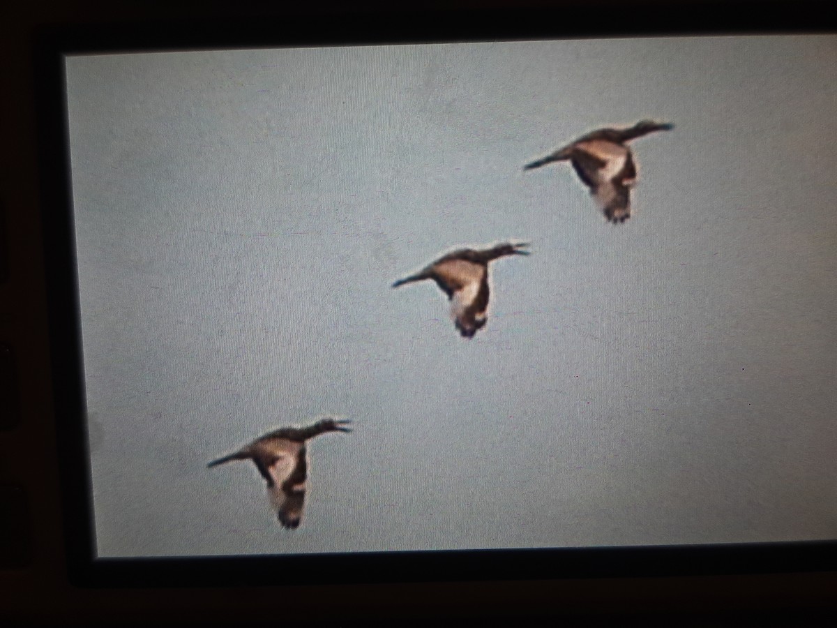 Beach Thick-knee - ML608635756