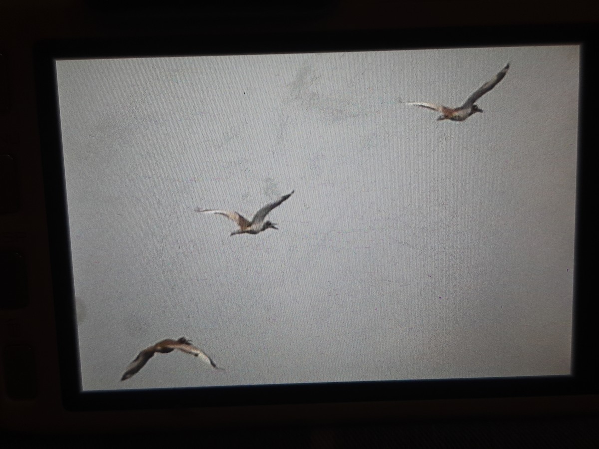 Beach Thick-knee - ML608635759