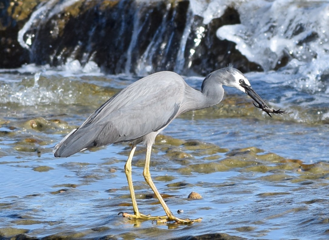 White-faced Heron - Bashir Khan