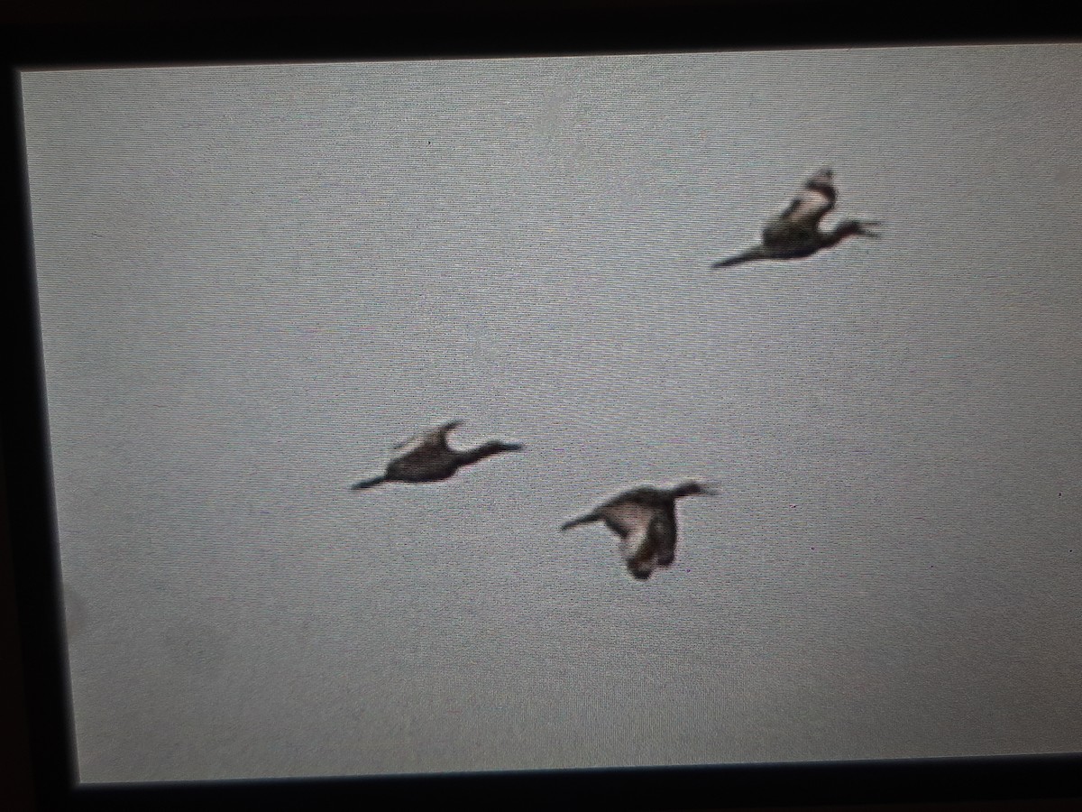 Beach Thick-knee - ML608635763