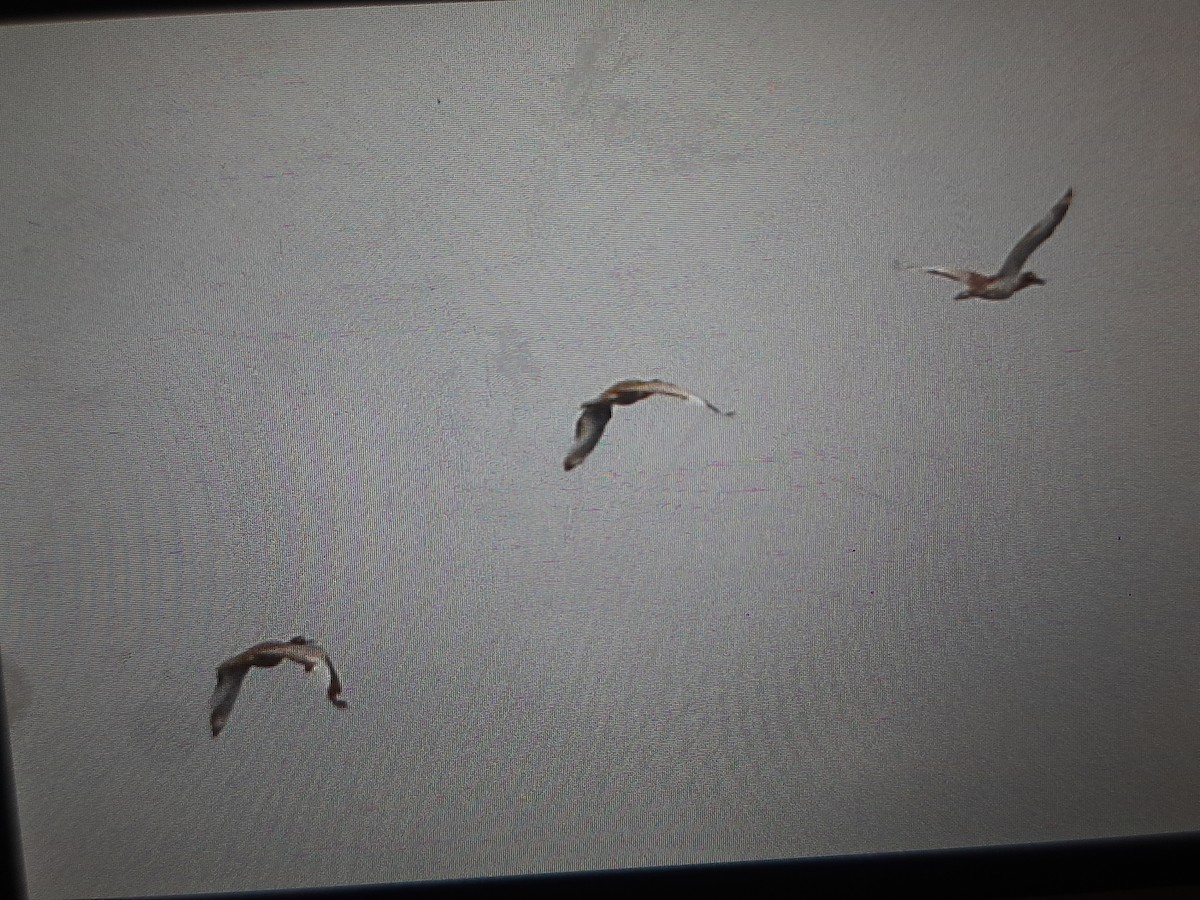 Beach Thick-knee - ML608635764