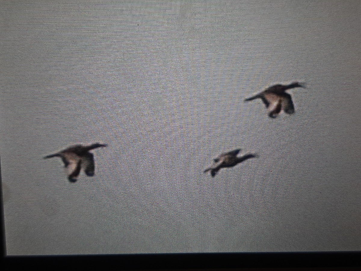 Beach Thick-knee - ML608635765