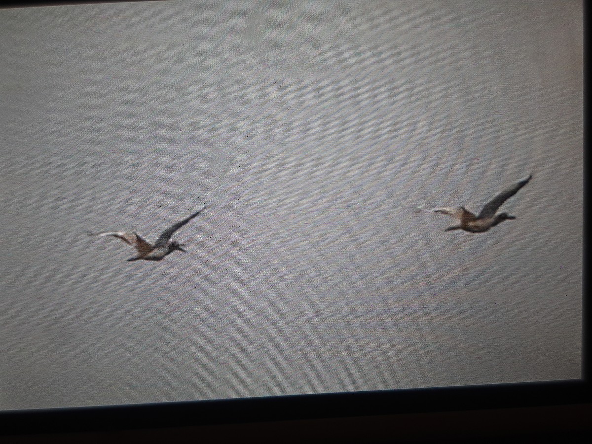 Beach Thick-knee - ML608635766