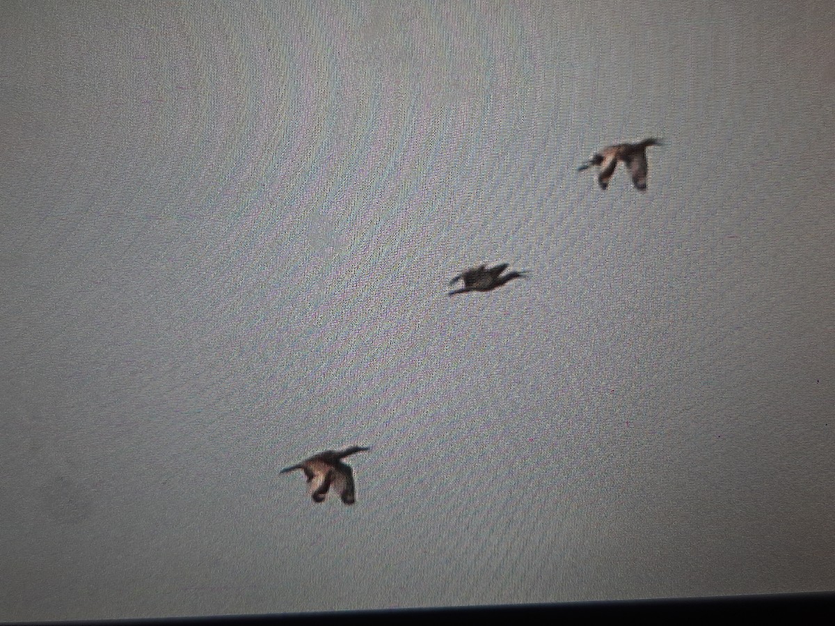 Beach Thick-knee - ML608635767